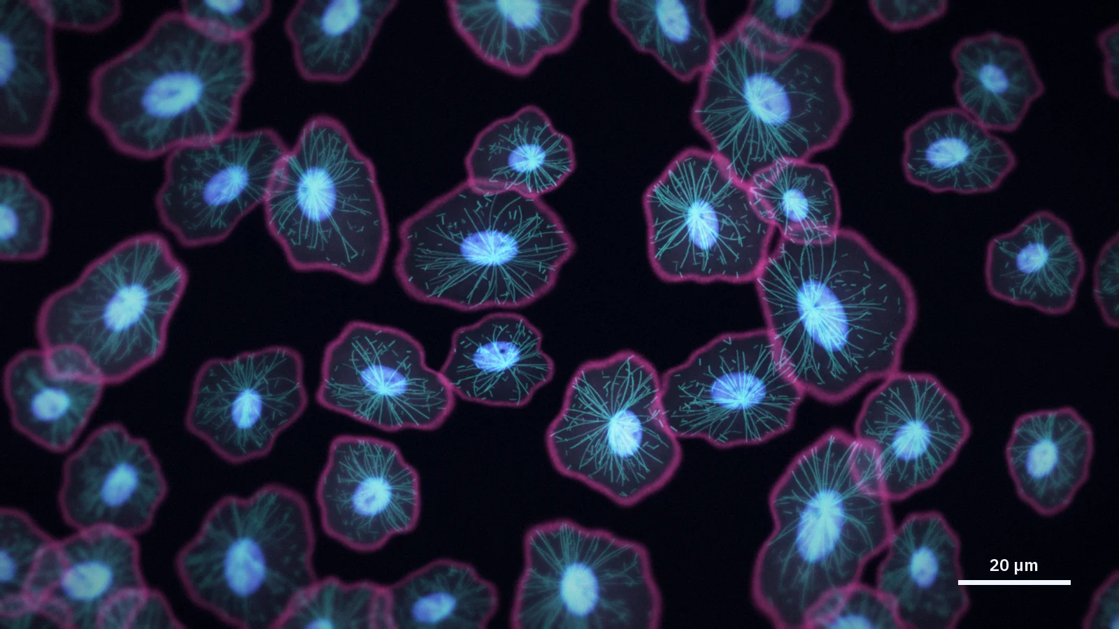 Illustration in the style of a fluorescence microscope image of cultured cells